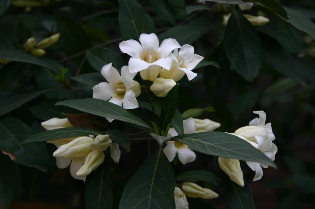 Rothmannia blanc